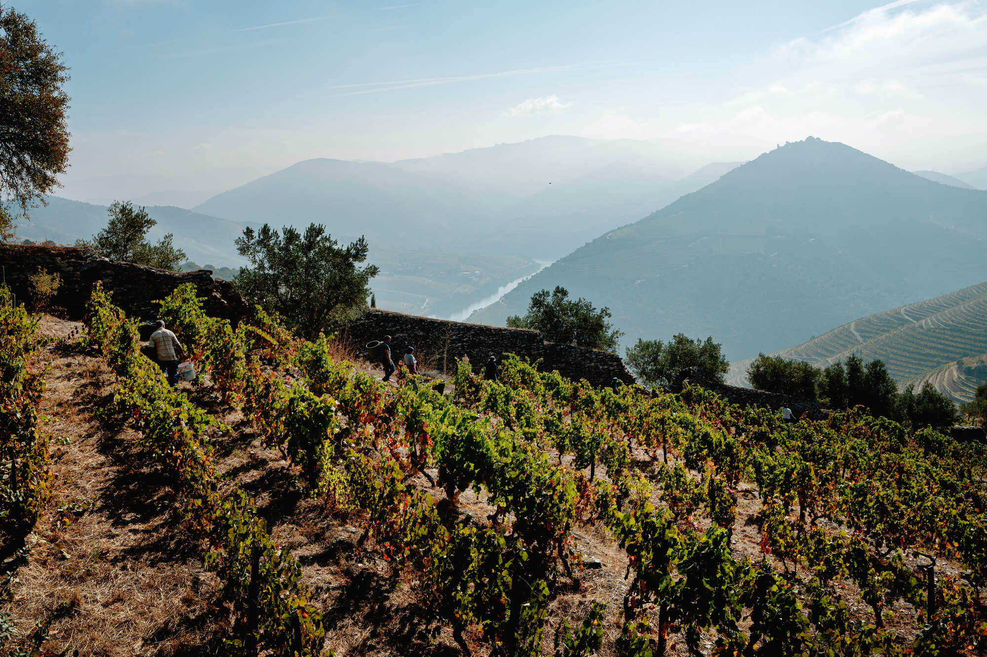 DOURO_CLIMA (1)